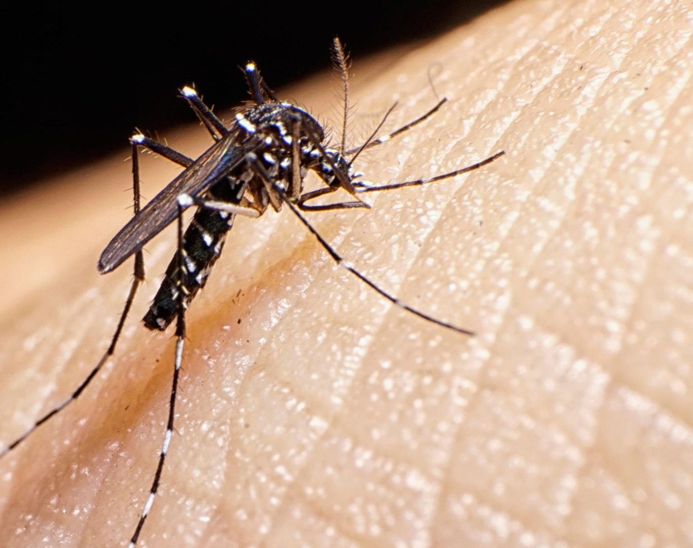 Mosquito and tick control team in Waynesboro, VA near me.