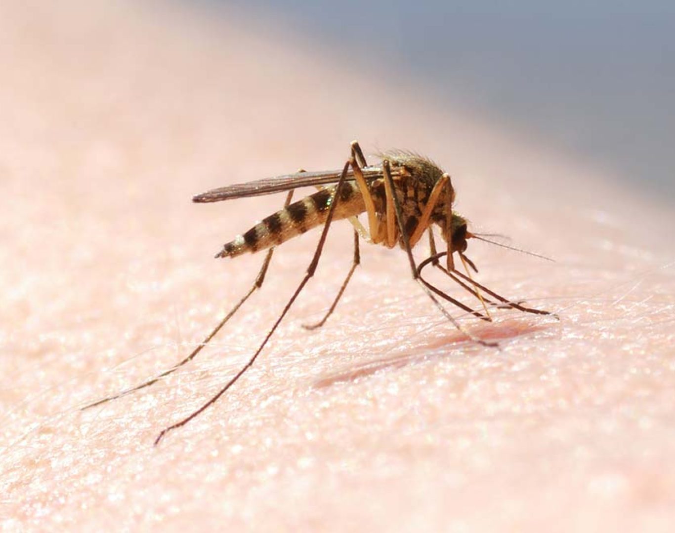 Mosquito and tick control team in Waynesboro, VA near me.