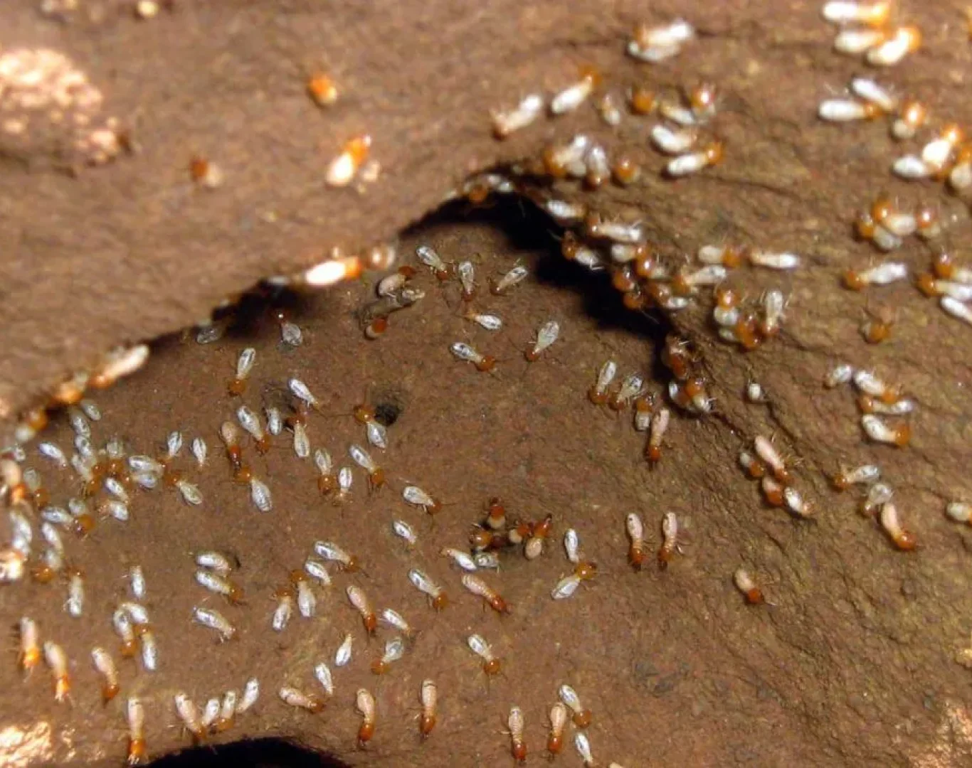 Termite extermination team in Waynesboro, VA near me.