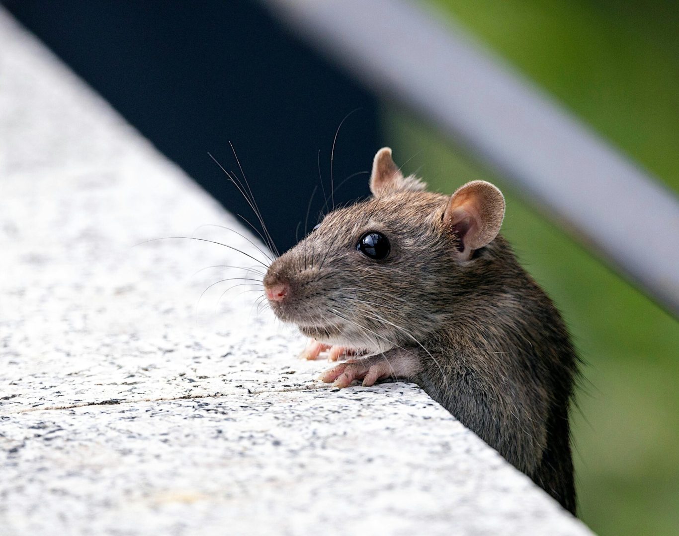 Rodent control team in Waynesboro, VA near me.